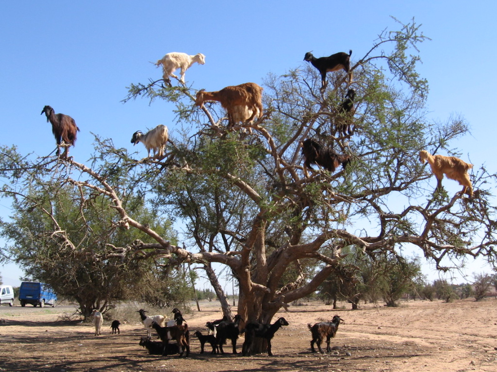 morocco argan goats