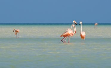 Holbox Flamingos