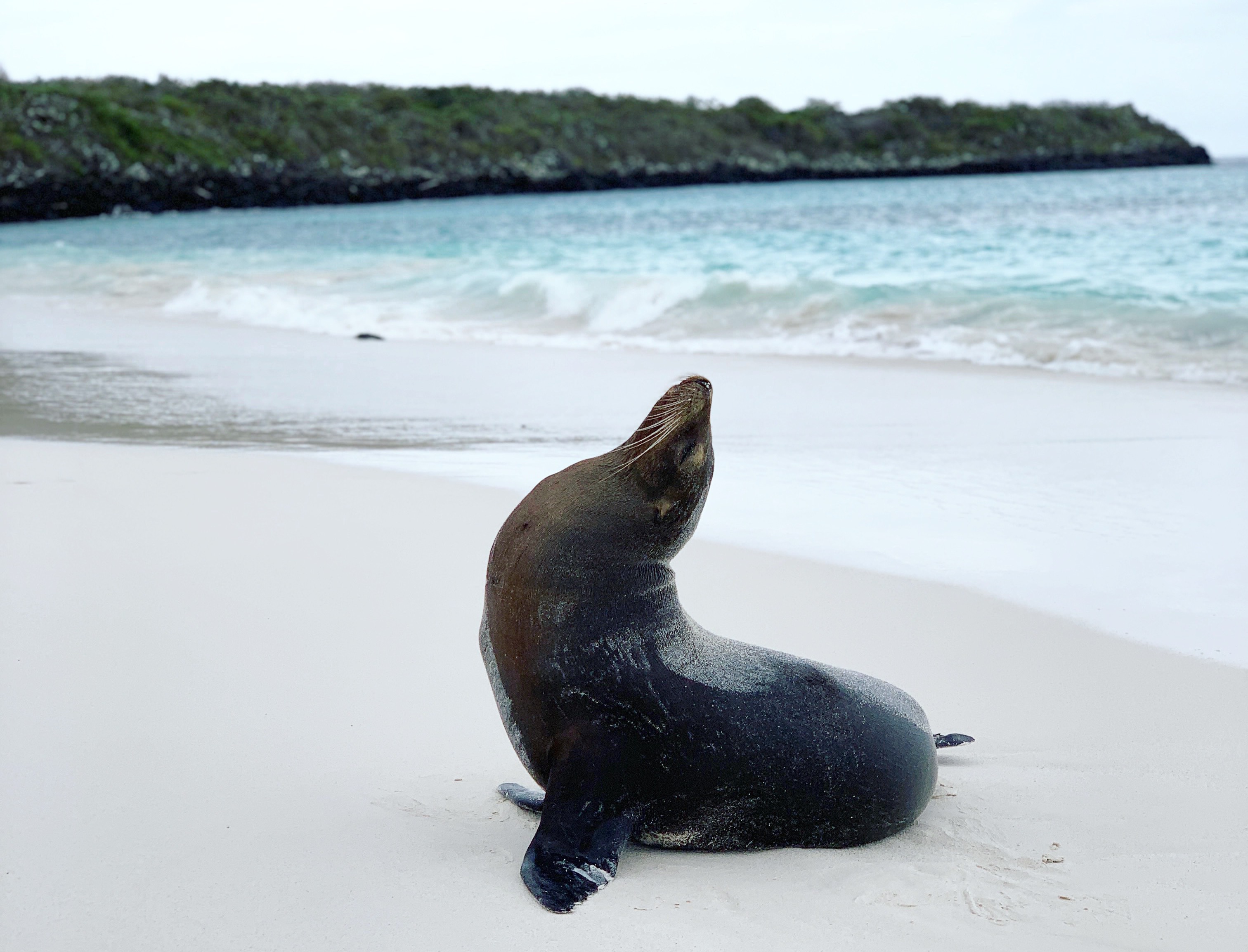 Galapagos Sealion