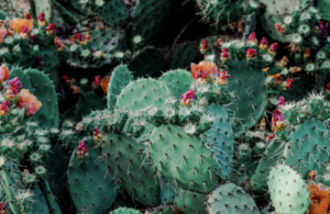 Cactus for skin